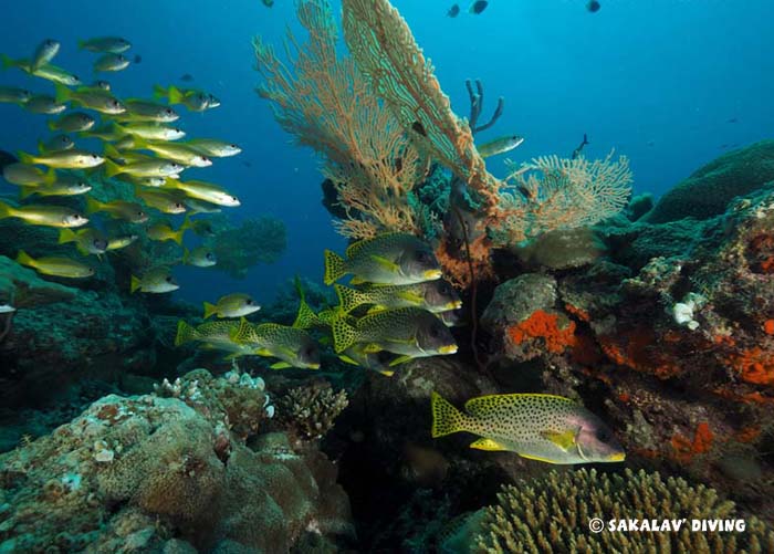 photo and video diving courses in Madagascar